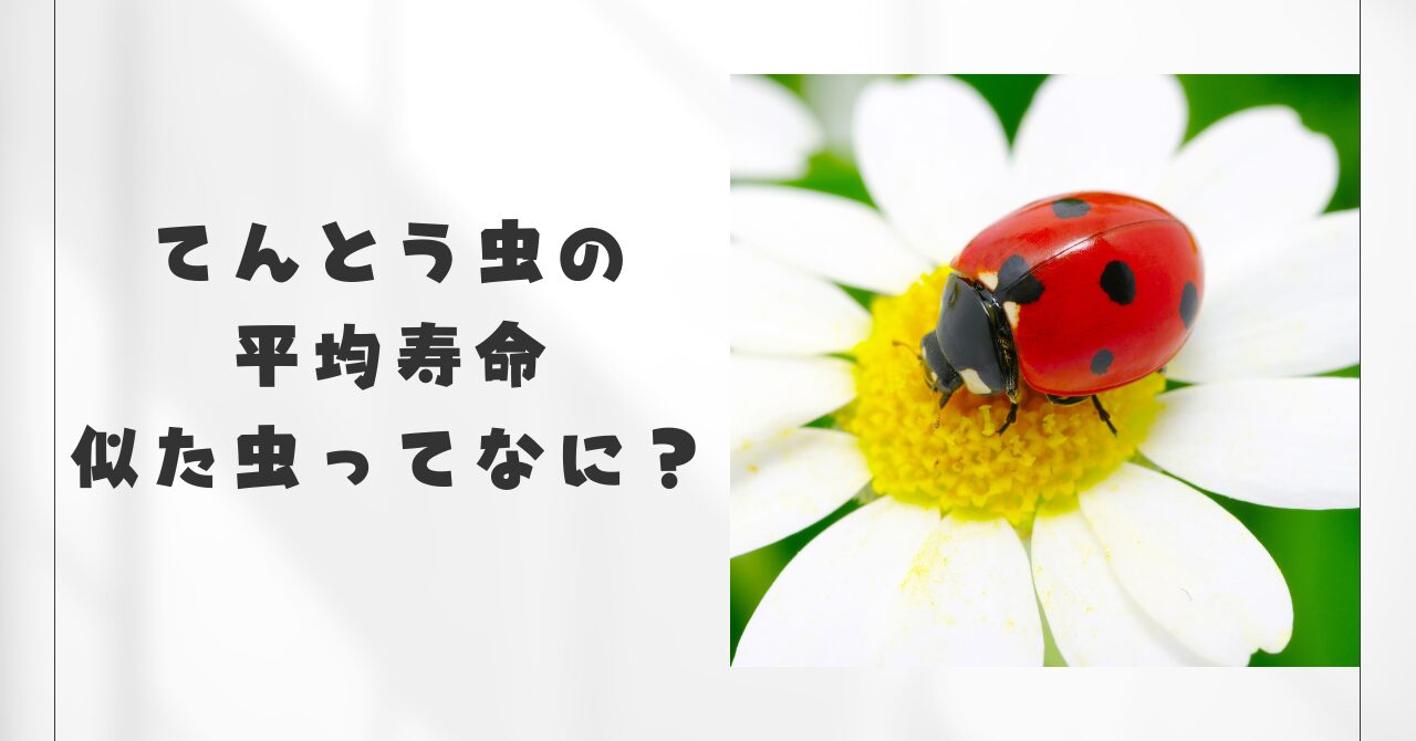 テントウムシ幼虫寿命 てんとう虫　何年生きる？ てんとう虫　毒 てんとう虫　害虫 てんとう虫　大量発生